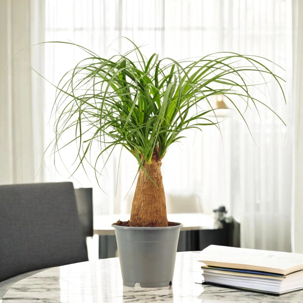 Gardenaria Beaucarnea recurvata (Mangiafumo) - Pianta da interno ornamentale Altezza: 40 cm (vaso 12)