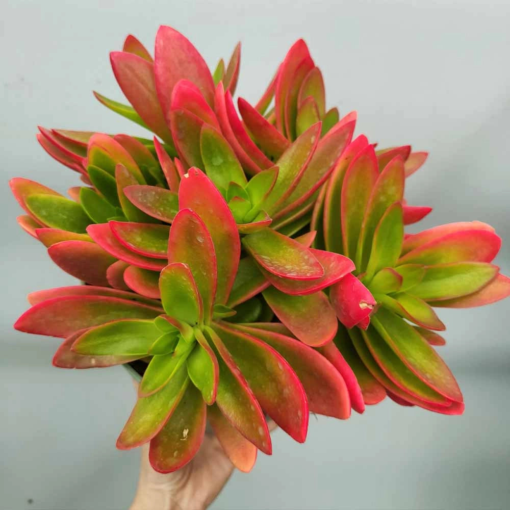 Crassula capitella ‘Campfire’ vaso 14 cm – Succulenta