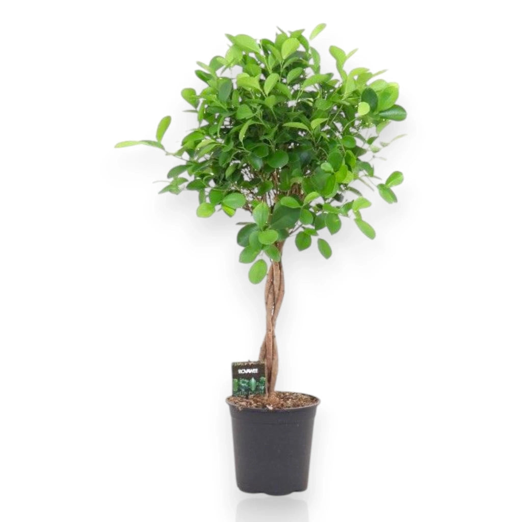 Gardenaria Ficus microcarpa 'Moclame' - Pianta da interno ornamentale Altezza: 90 cm (vaso 24)