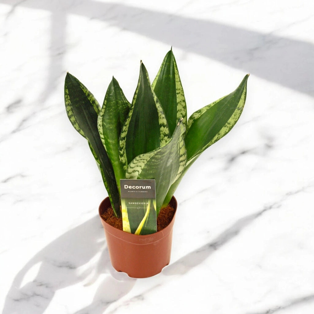 Gardenaria Sansevieria trifasciata 'Silver Flame' - Pianta da interno ornamentale Altezza: 40 cm (vaso 14)