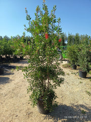 CALLISTEMON CITRINUS SPLENDENS CESP.55