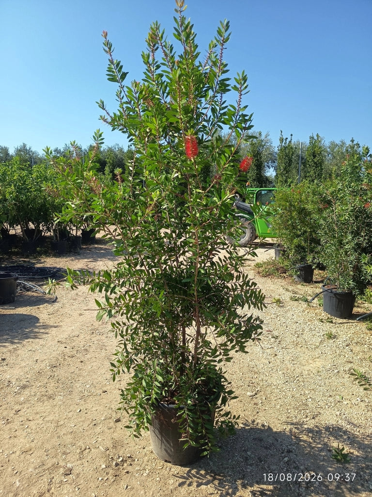 CALLISTEMON CITRINUS SPLENDENS CESP.55