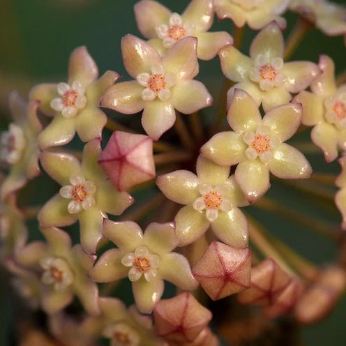 Hoya "Rangsan" H 14 cm