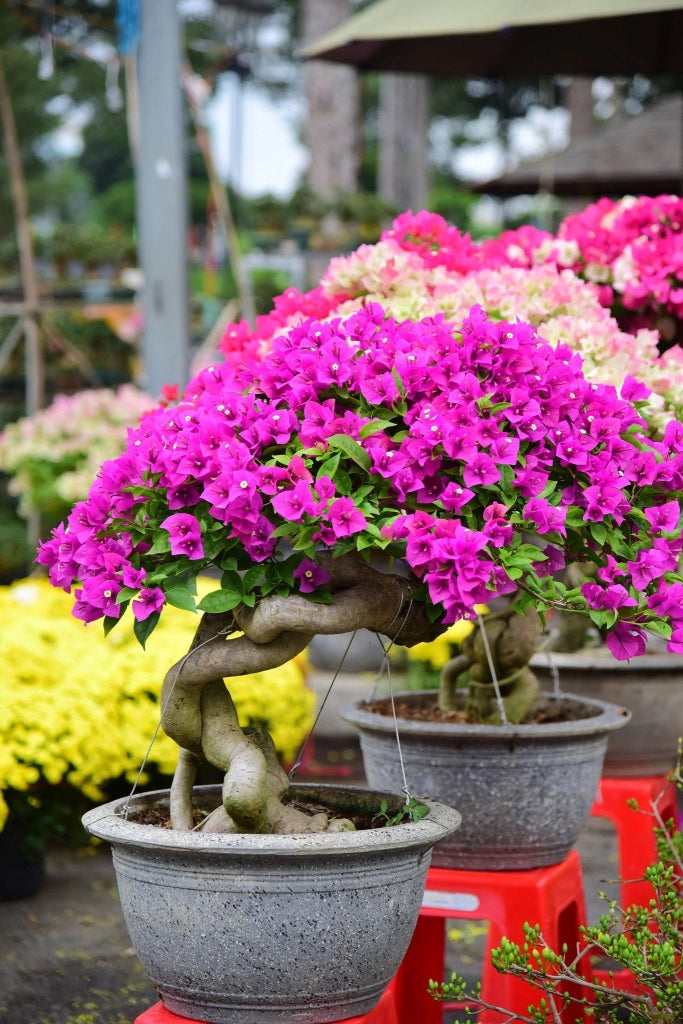 BOUGANVILLEA MULTICOLOR (BUGANVILLEA) BONSAI MINITHAI VASO 45