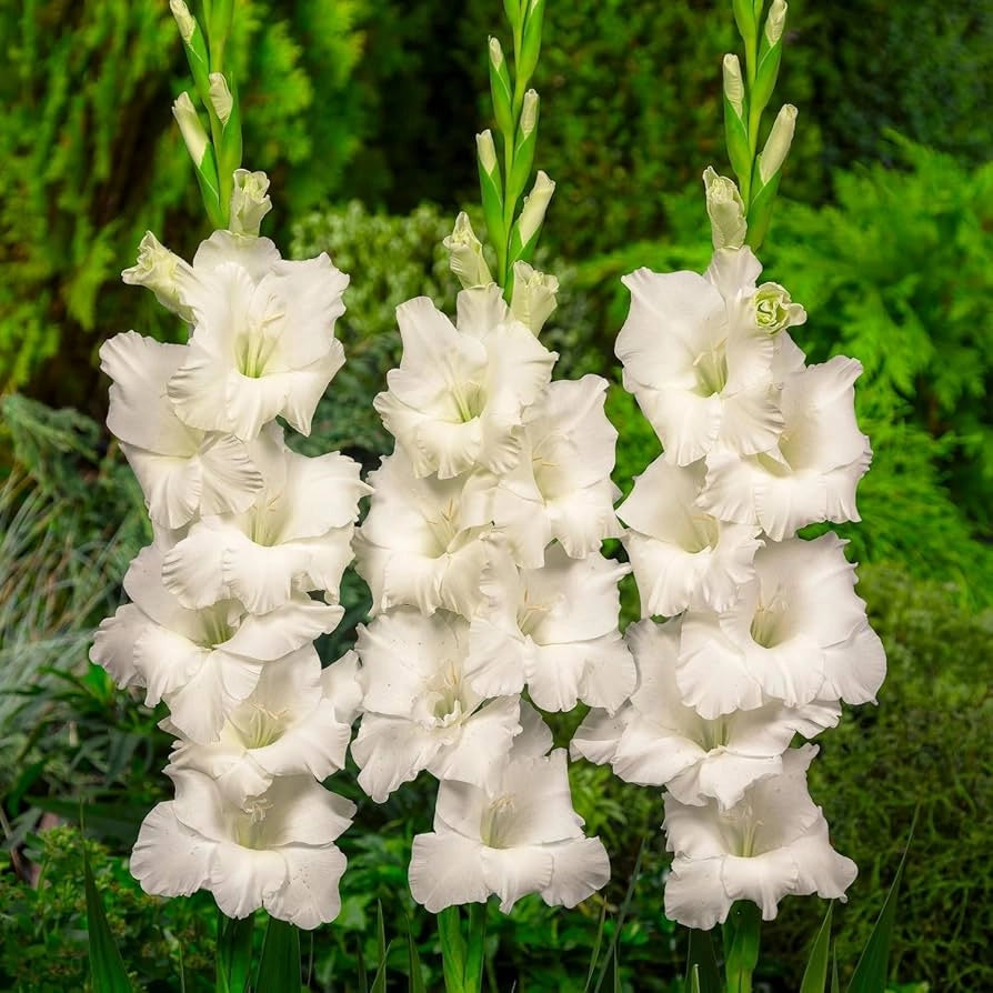 Bulbi di Gladiolo White Prosperity Bianco 12/14