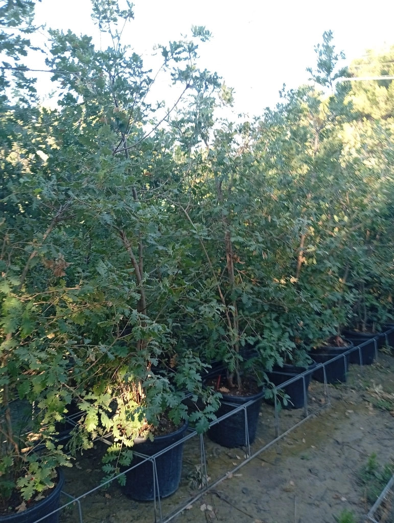 QUERCUS PUBESCENS MULTITRONCO 40