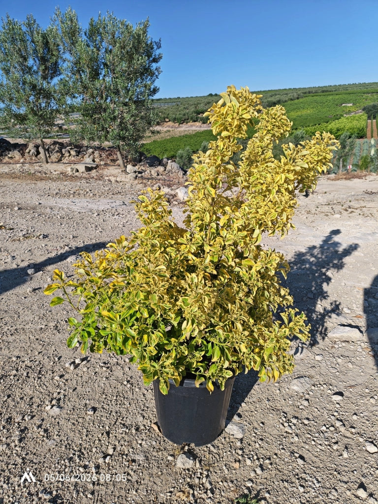 EUONYMUS JAPONICUS CESP.30 AUREA