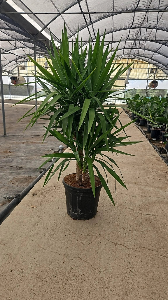 YUCCA ELEPHANTIPES MULTITRONCO 40