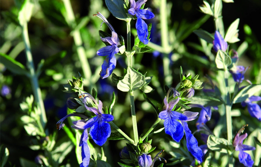 Teucrium fruticans Azureum (Vaso 17) – Arbusto Sempreverde