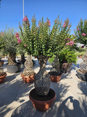 LAGERSTROEMIA INDICA SPIRALE CIOTOLA 70