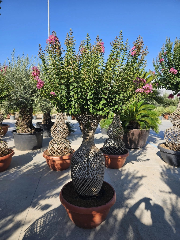 LAGERSTROEMIA INDICA SPIRALE CIOTOLA 70