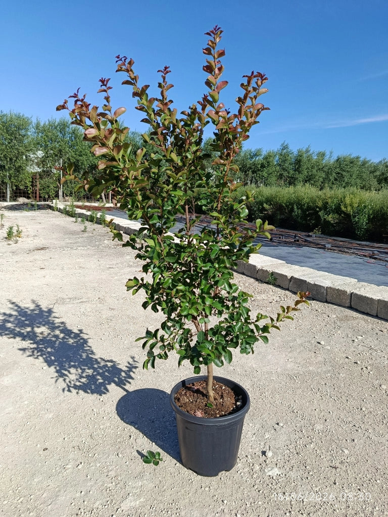 LAGERSTROEMIA INDICA CESP.30 DYNAMITE