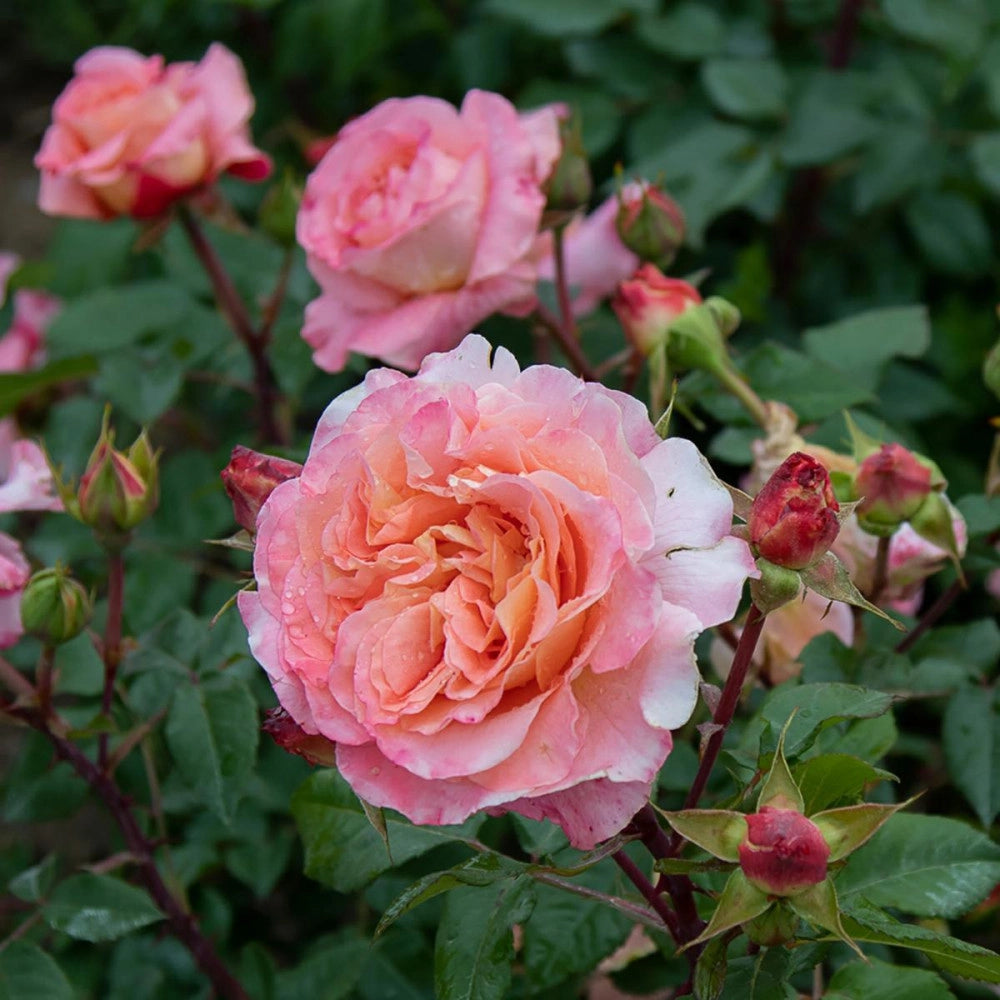 Pianta Rosa Augusta Luise, foto reali