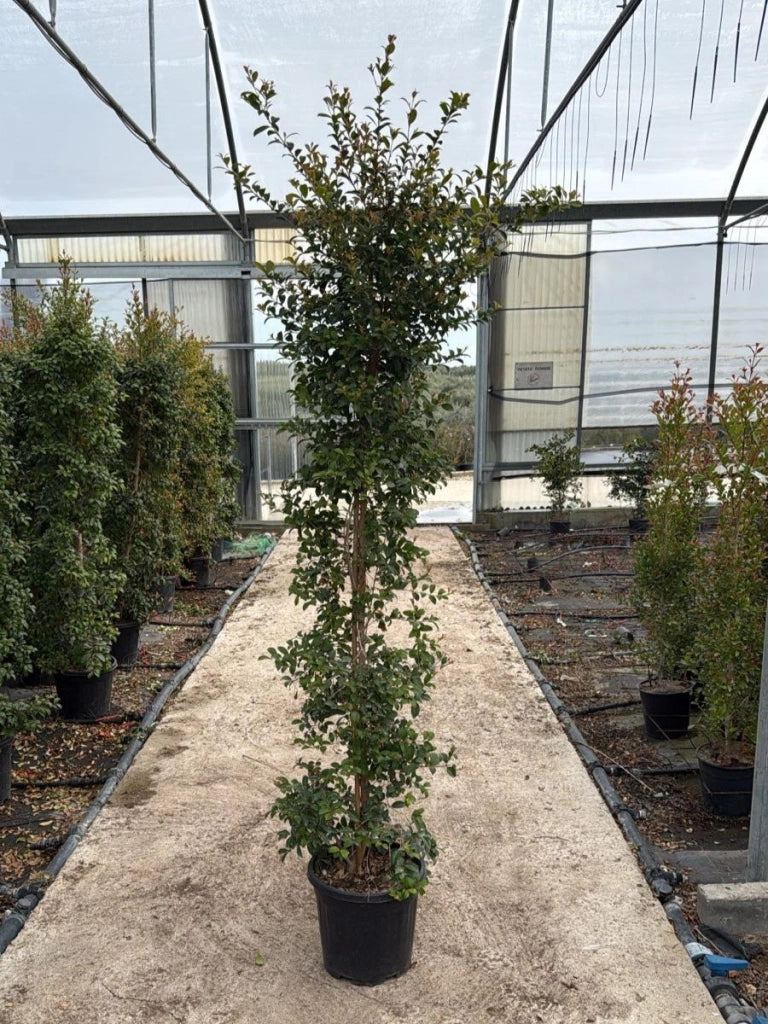 EUGENIA MYRTIFOLIA NEW PORT CESP.30