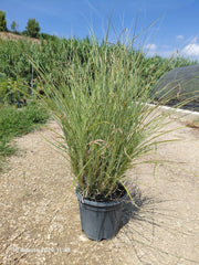 MISCANTHUS MORNING LIGHT VASO 30