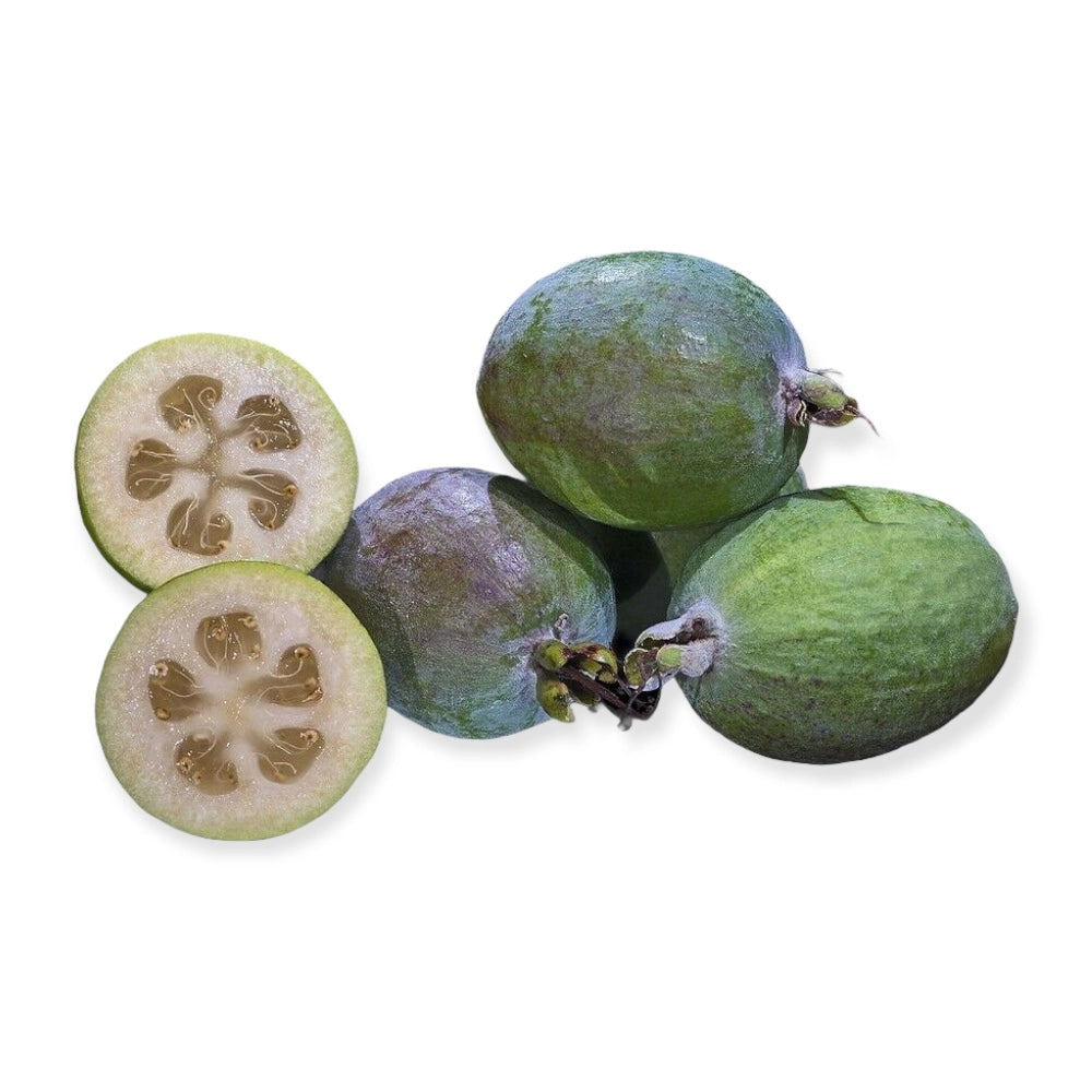 Pianta di FEIJOA Acca sellowiana in VASO 24 CM frutto commestibile AMDGarden