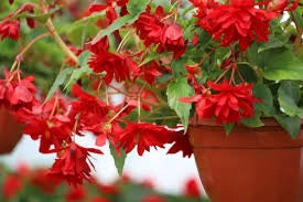 Bulbi di Begonia Rosso Scuro 5/6 – Fioritura intensa e decorativa