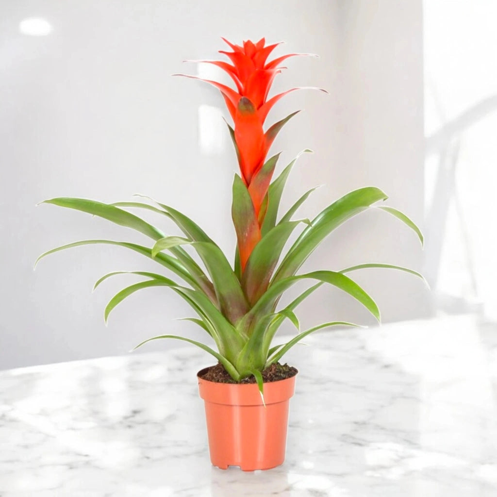Gardenaria Guzmania 'Calypso' - Pianta da interno ornamentale Altezza: 50 cm (vaso 12)