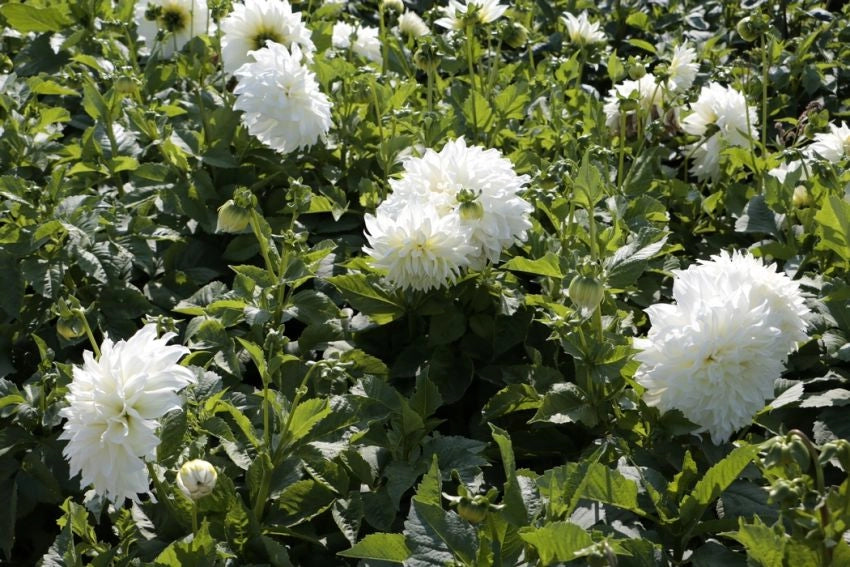 Bulbi di Dalia Fleurel Bianca – Fiore gigante elegante