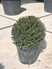 TAXUS BACCATA PALLA 40