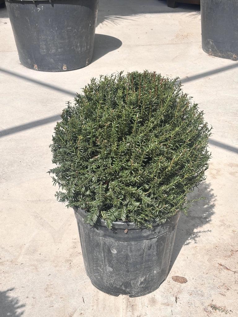 TAXUS BACCATA PALLA 40
