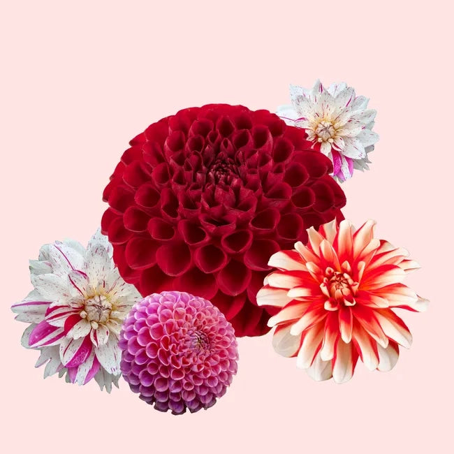 Bulbi di Dalia Edinburgh Rosso/Bianco – Bicolore elegante
