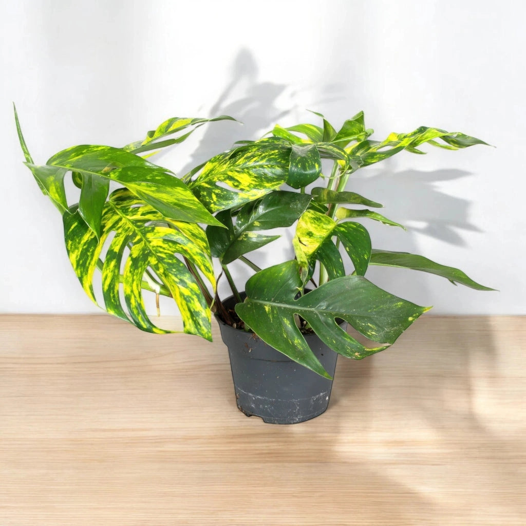 Gardenaria Epipremnum pinnatum 'Cintho goldfinger' - Pianta da interno ornamentale Altezza: 30 cm (vaso 17)