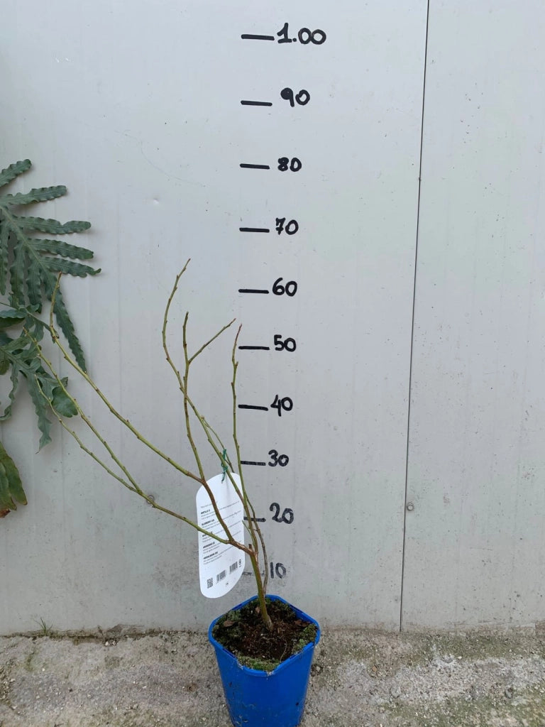 Mirtillo Gigante Duke precoce (Vaccinium Corymbosum Duke)