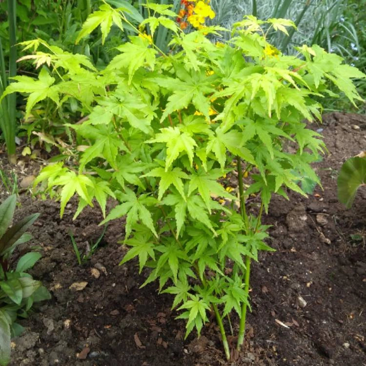 Pianta di ACERO 'Acer Winter Jewels' Going Green Wood Foto Reali H 100 cm