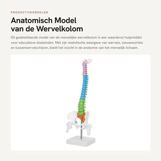 Colonna a spirale Modello - 45 cm Grande scala - Anatomico - Flessibile - Dettagliato - PVC di alta qualità