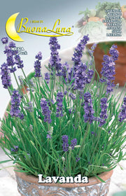 SEMI ORTO LAVANDA- HORTUS SEMENTI- 10,0 pz