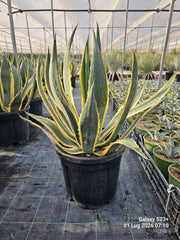 AGAVE AMERICANA MARGINATA VASO 40
