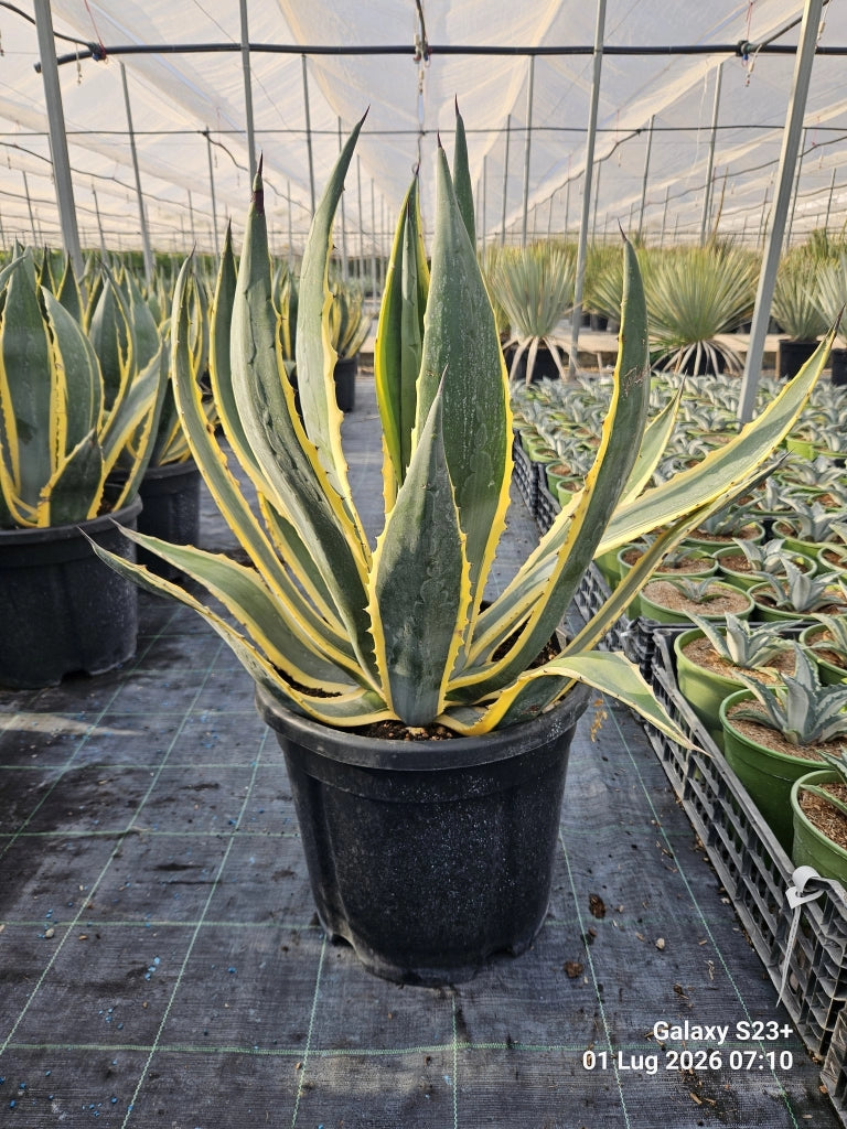 AGAVE AMERICANA MARGINATA VASO 40