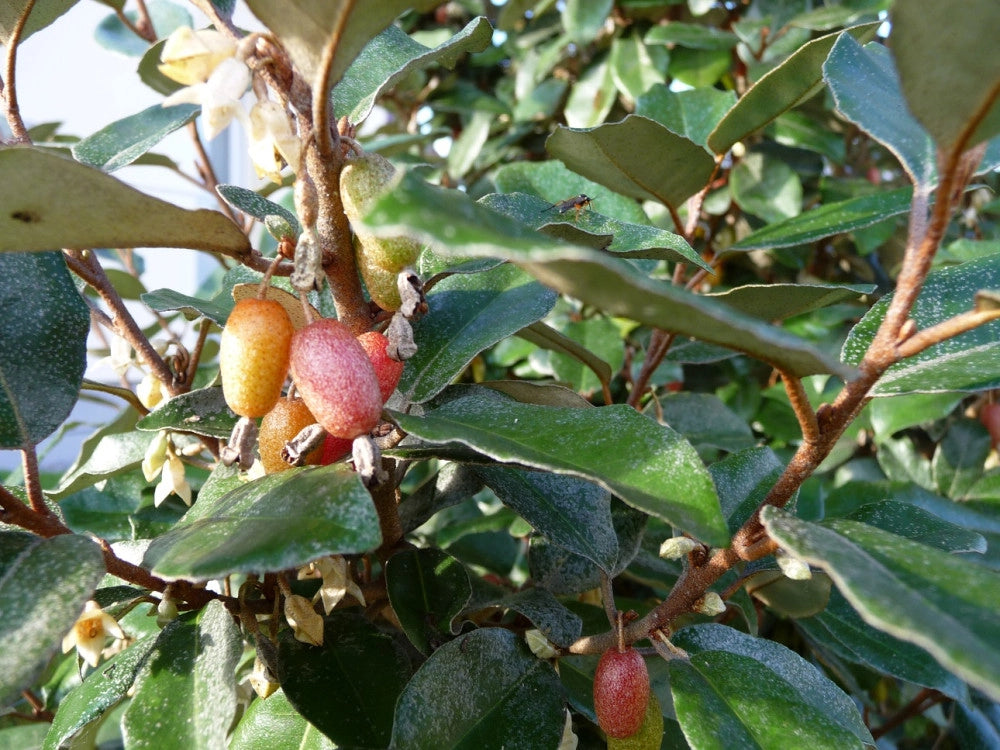 ELEAGNUS EBBINGEI COMPACTA ALB.45 1/4 FUSTO