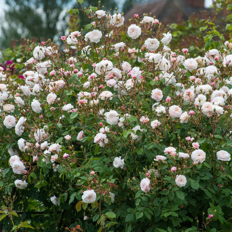 Gardenaria Rosa 'The Albrigton Rambler' - Rosa da giardino Altezza: 40/50 cm (vaso20)