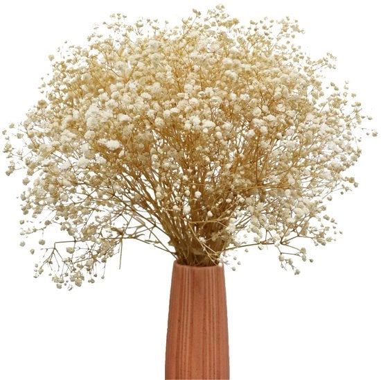 Fiori secchi di Gypsophila bianchi - Decorazione naturale per casa e matrimoni