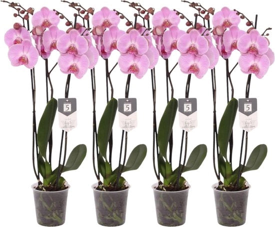 Set di 4 - Phalaenopsis Elion - 3 fiori - 60 cm - Ø12cm