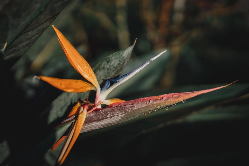 STRELITZIA REGINAE VASO 45