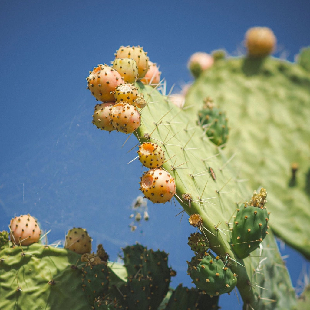 OPUNTIA FICUS INDICA VASO 70 Lt.110 (E.Q.)