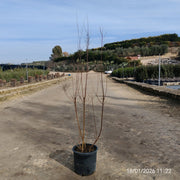 TAMARIX RAMOSISSIMA CESP.24