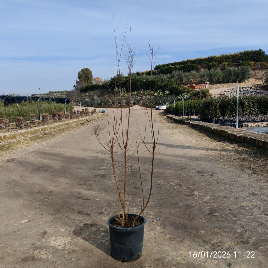 TAMARIX RAMOSISSIMA CESP.24