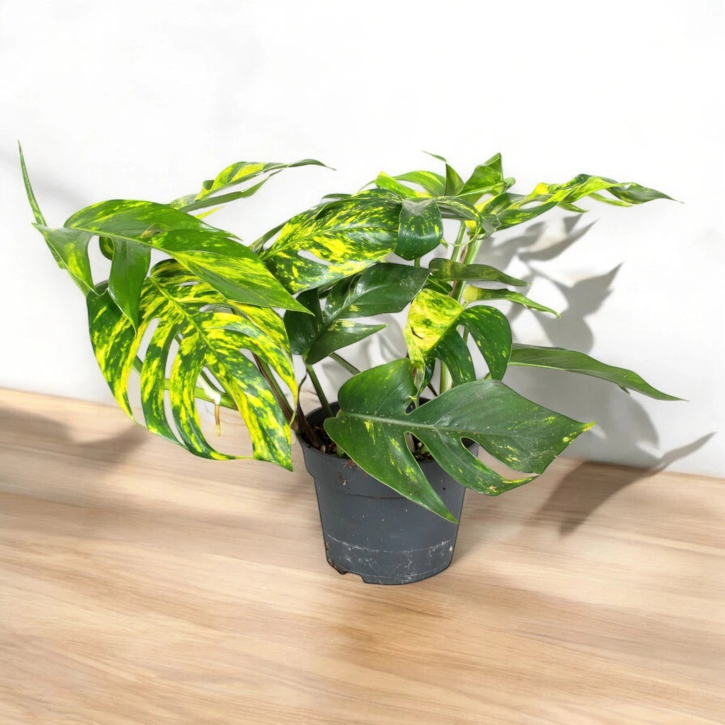 Gardenaria Epipremnum pinnatum 'Cintho goldfinger' - Pianta da interno ornamentale Altezza: 30 cm (vaso 17)