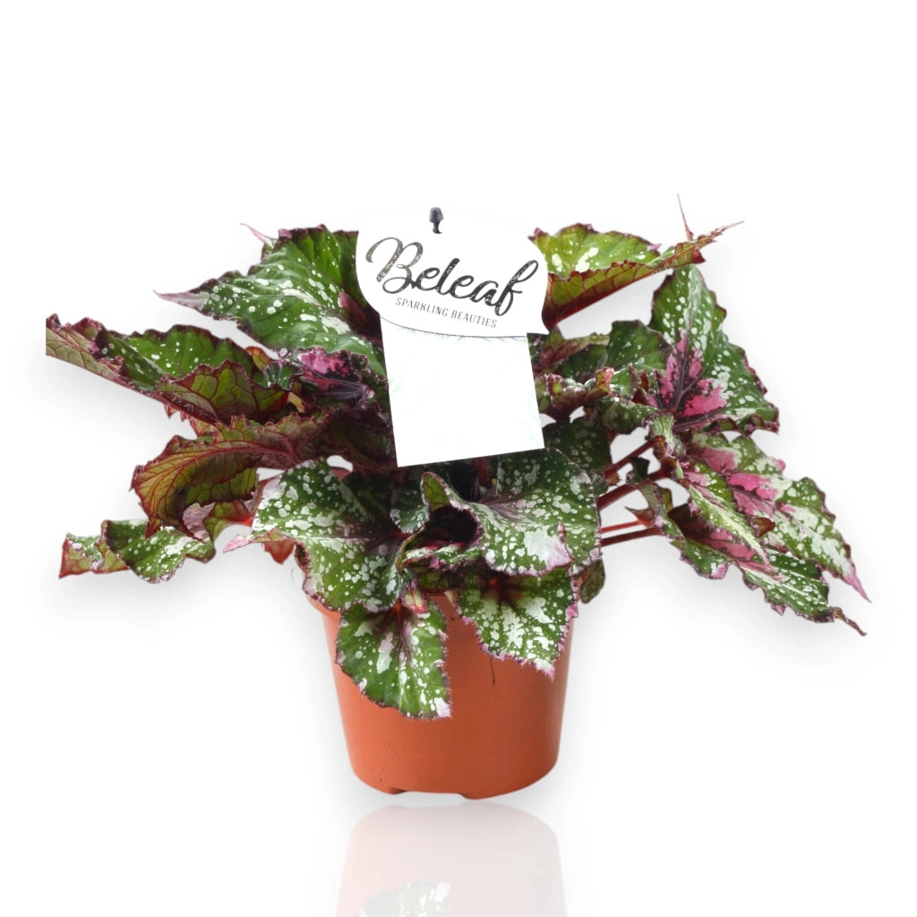 Gardenaria Begonia rex 'Alaska Creek' - Pianta da interno ornamentale Altezza: 32 cm (vaso 17)