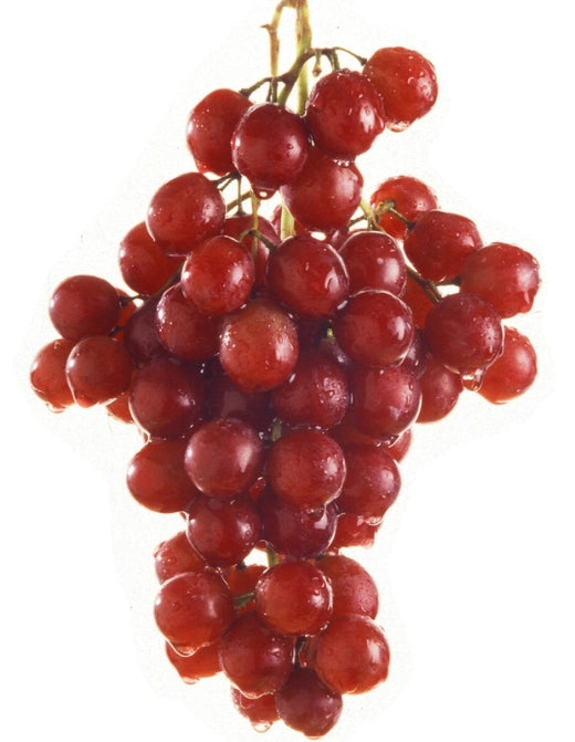 Pianta di UVA VITE innestata FLAME SEEDLESS Rossa APIRENA senza semi in vaso 16 cm AMDGarden
