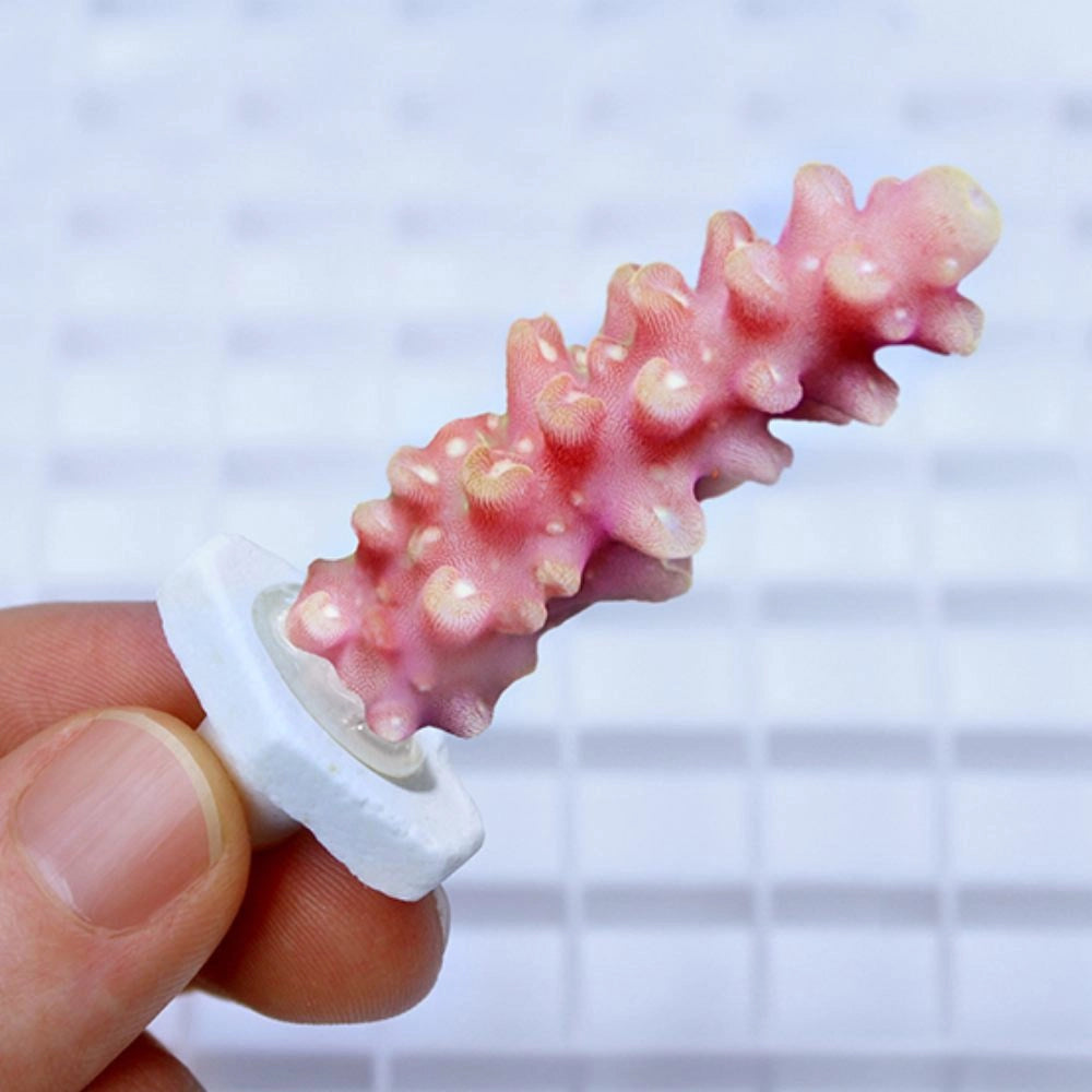 Seachem Coral Plug 12pz - Basette per Talee