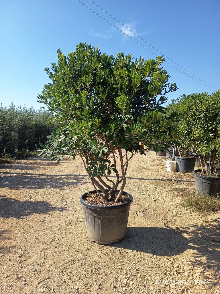 PITTOSPORUM TOBIRA MULTITRONCO 70 (E.Q.)