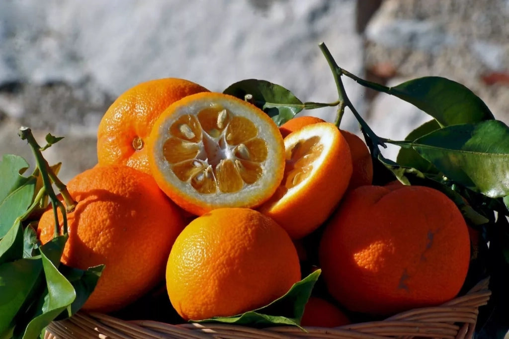 Arancio Amaro selvatico fiori profumati sempreverde in vaso 18 cm AMDGarden