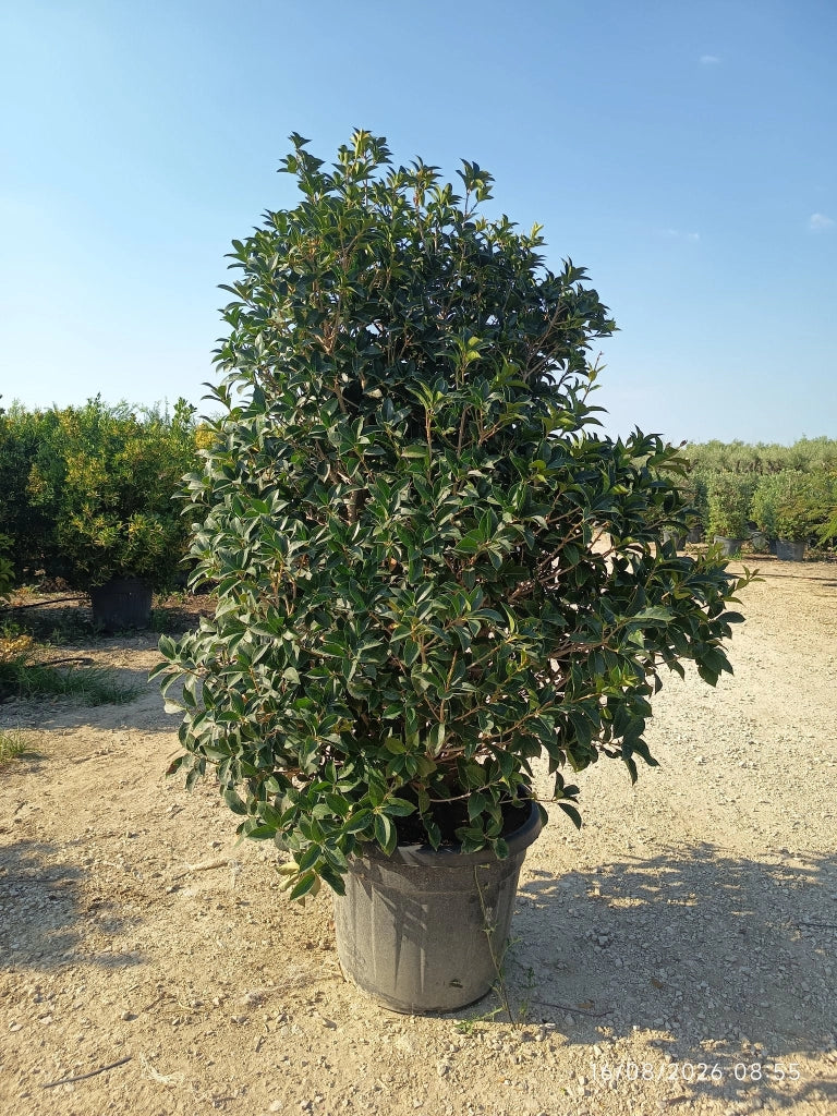 OSMANTHUS AQUIFOLIUM CESP.60
