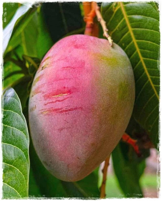 PIANTA MANGIFERA INDICA MANGO SENSATION INNESTATA H140cm foto reali