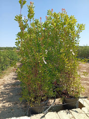 CALLISTEMON LAEVIS CESP.45